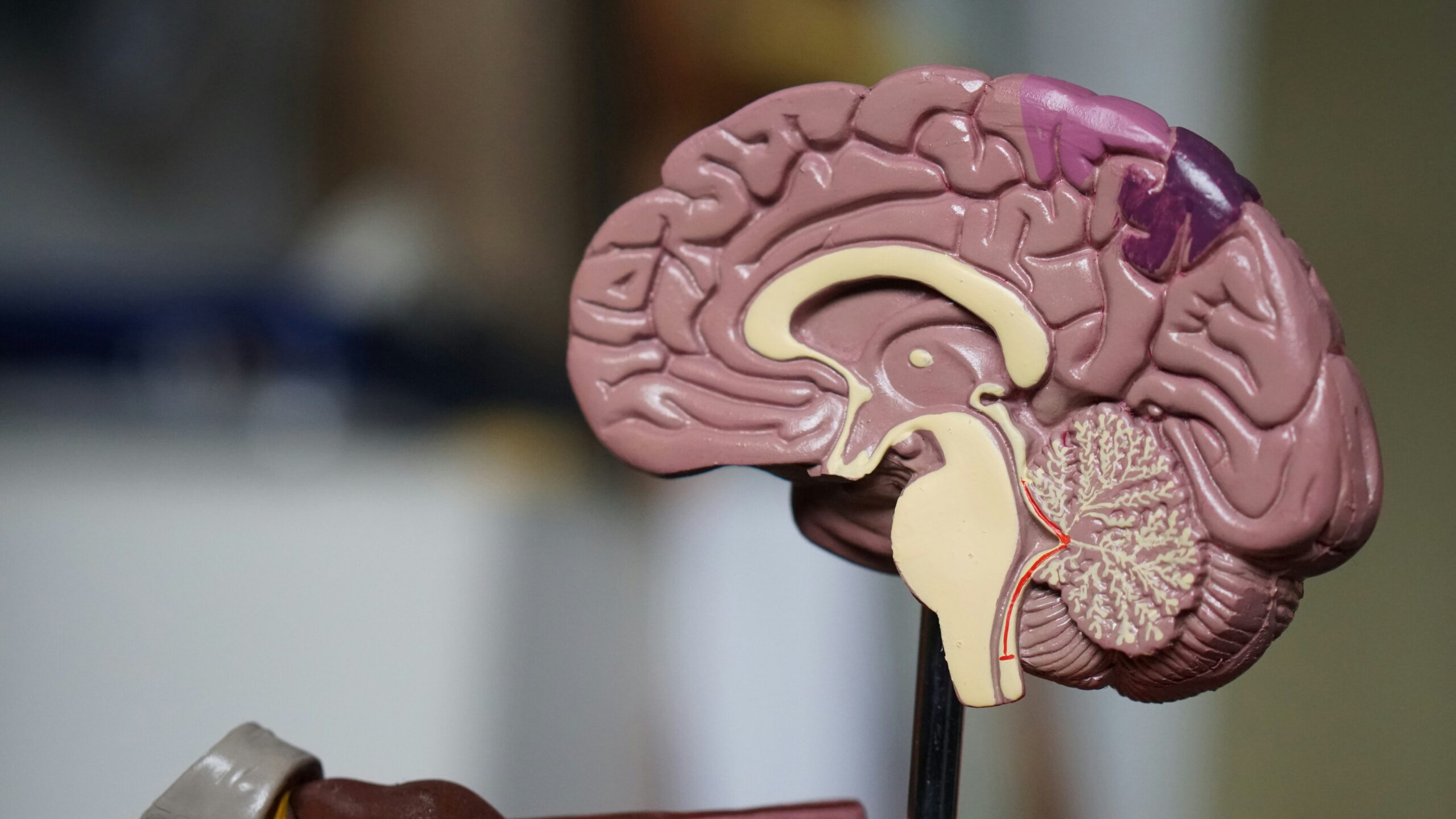 3d model of a brain